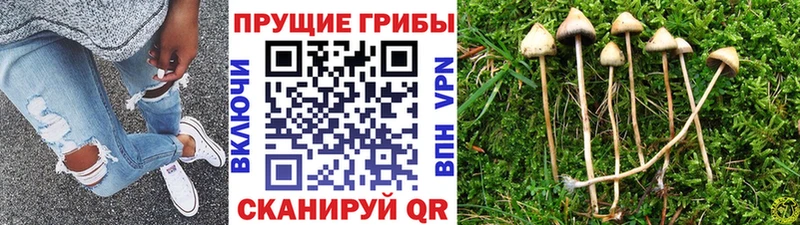 Галлюциногенные грибы ЛСД  OMG рабочий сайт  Цоци-Юрт 